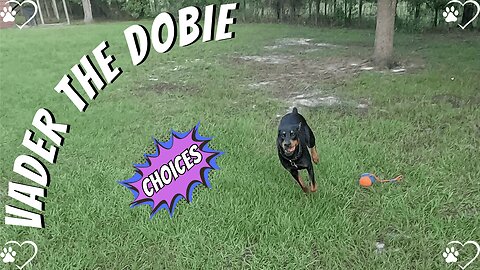Doberman Morning Choices: Pink Tennis Ball vs Rope Fetch 🎾🐾 | Slower-Paced Backyard Vibes
