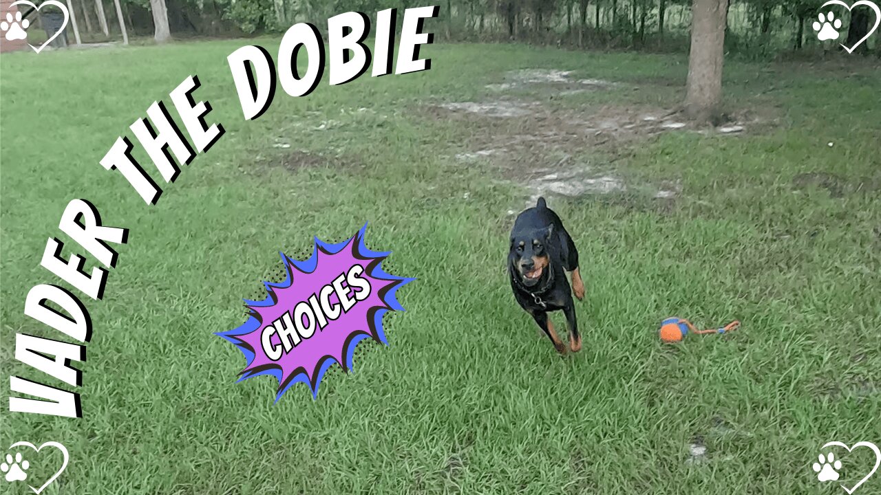 Doberman Morning Choices: Pink Tennis Ball vs Rope Fetch 🎾🐾 | Slower-Paced Backyard Vibes