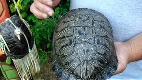 The 13 Month Calendar And Turtle Shells (Issachar were men of Understanding in Times)
