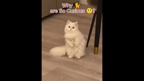 Why cats are so curious ? #catshorts #catvideo #catslife #catsofinstagram #catsoftiktok