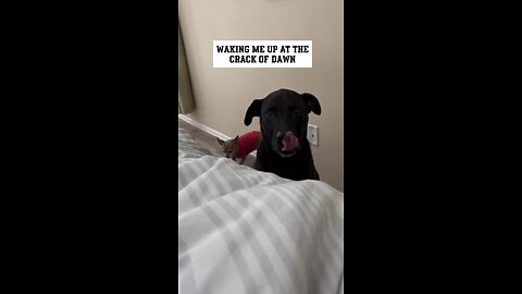 CJ my Senior Dog’s Daily Routine