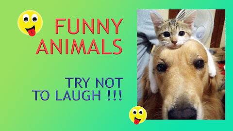 Fun Impossible with animals, Try Not 2,3,4 laugh...