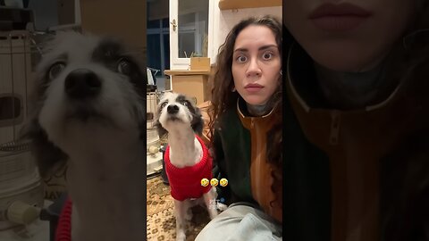 Funny Animals #funnyanimals #animalsfunny #pets #shorts