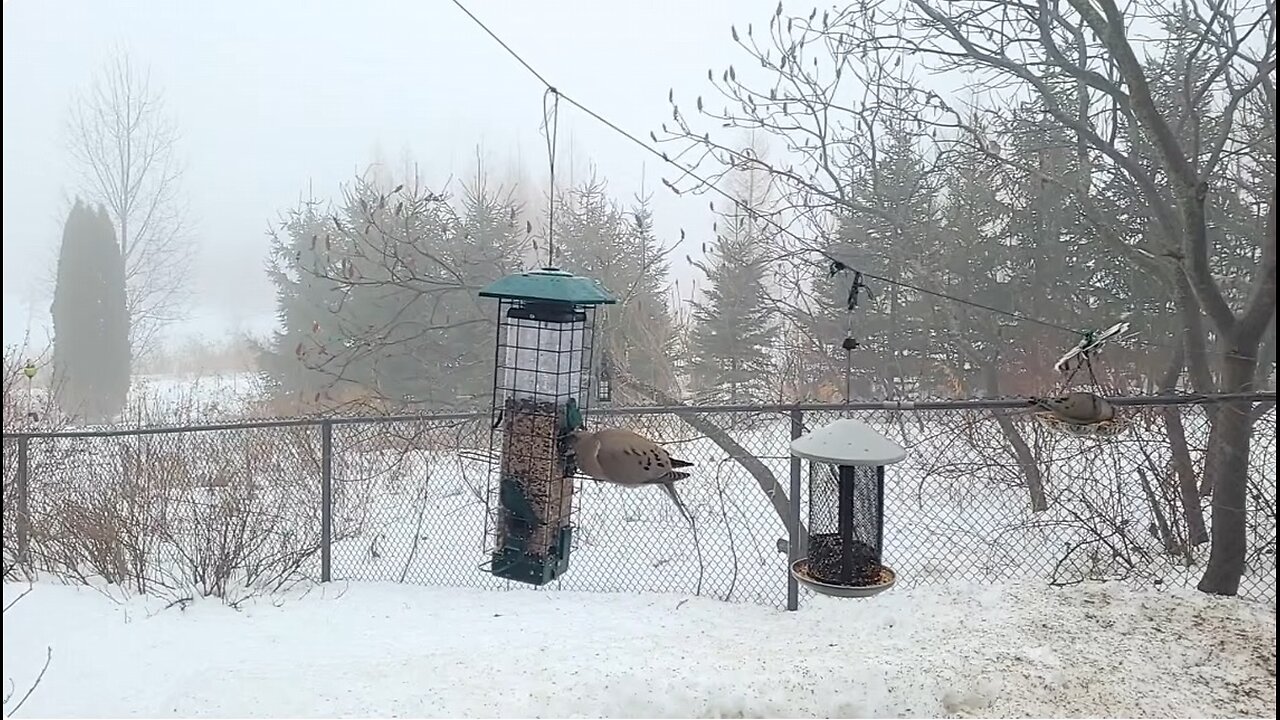 🔴Live Bird Watching - Spring Birds are Returning | Bird Sounds and Squirrels