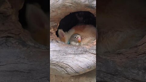 The little rabbit grooms the feathers of the bird and makes it cute. Rabbit, a cute little pastoral