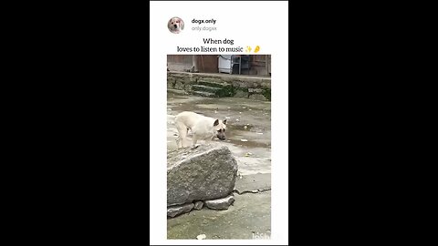 Dog Special Dance