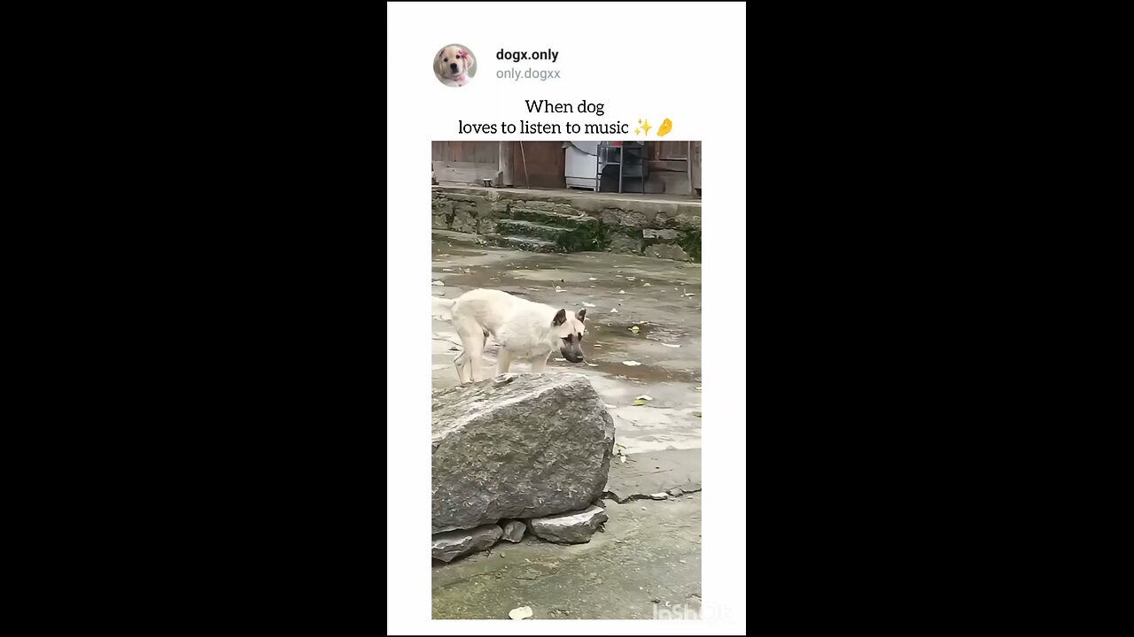 Dog Special Dance