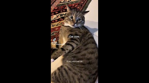 Funny Cat Core 😂😂