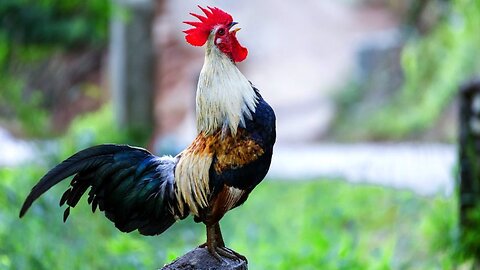 Best Rooster Crowing Compilation 2025 | Real Morning Wake-up Sounds | Rooster crowing sounds Effect