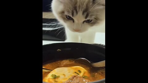 Funny Moments of Animals