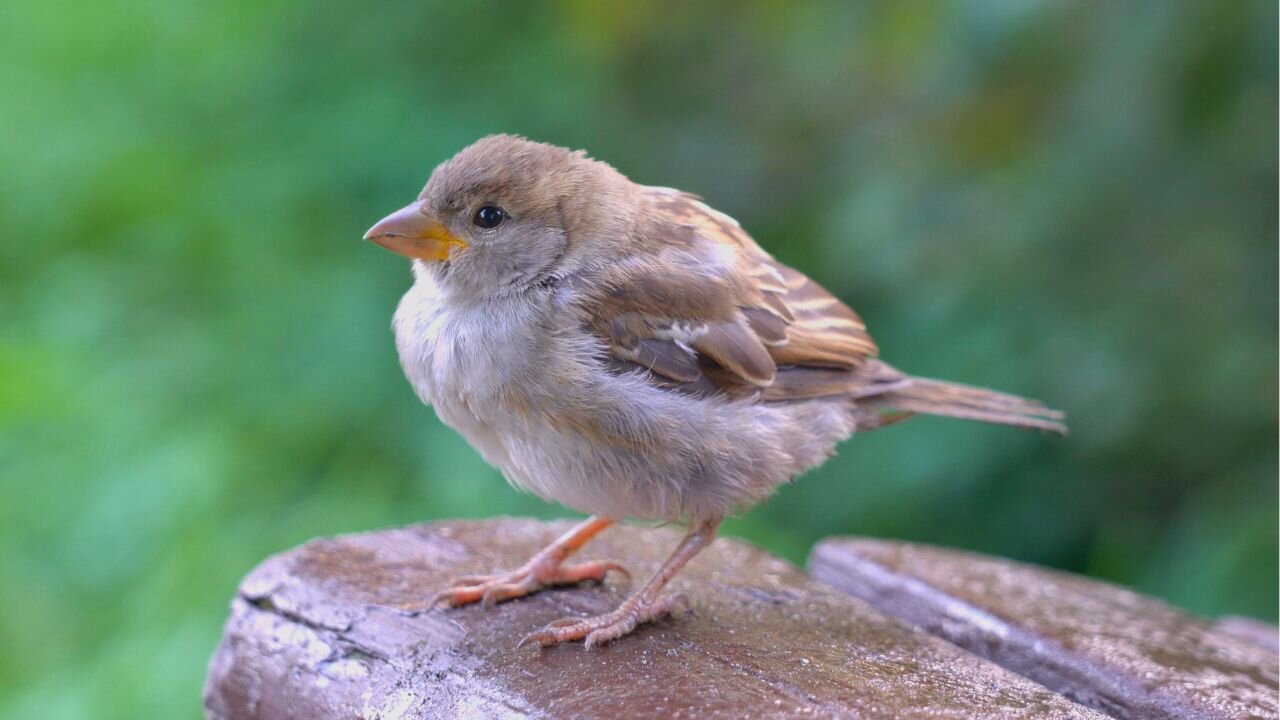 House Sparrow Close-ups on a Park Bench
