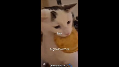 When Animals Forget How to Animal!