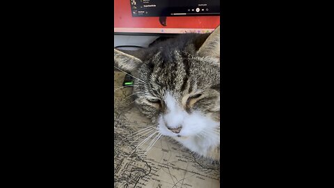Cat jiving to music