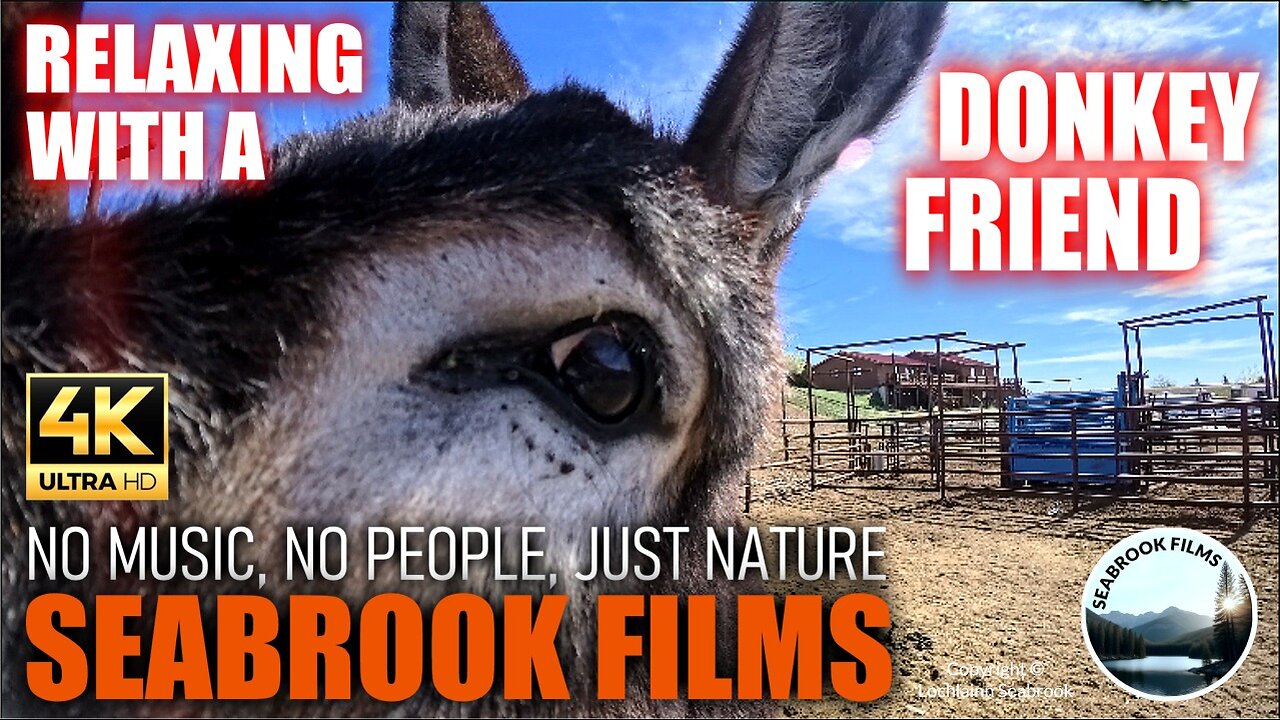 Relaxing With a Donkey Friend, Rocky Mountains, USA