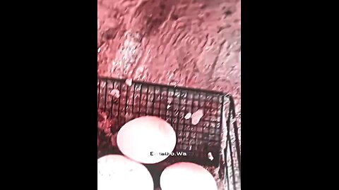 JUST WAIT AT THE END🐔