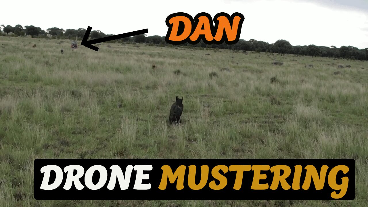WILD BOAR DRONE MUSTERING IN CENTRAL QUEENSLAND