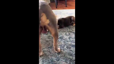 naughty dogs - try not to laugh
