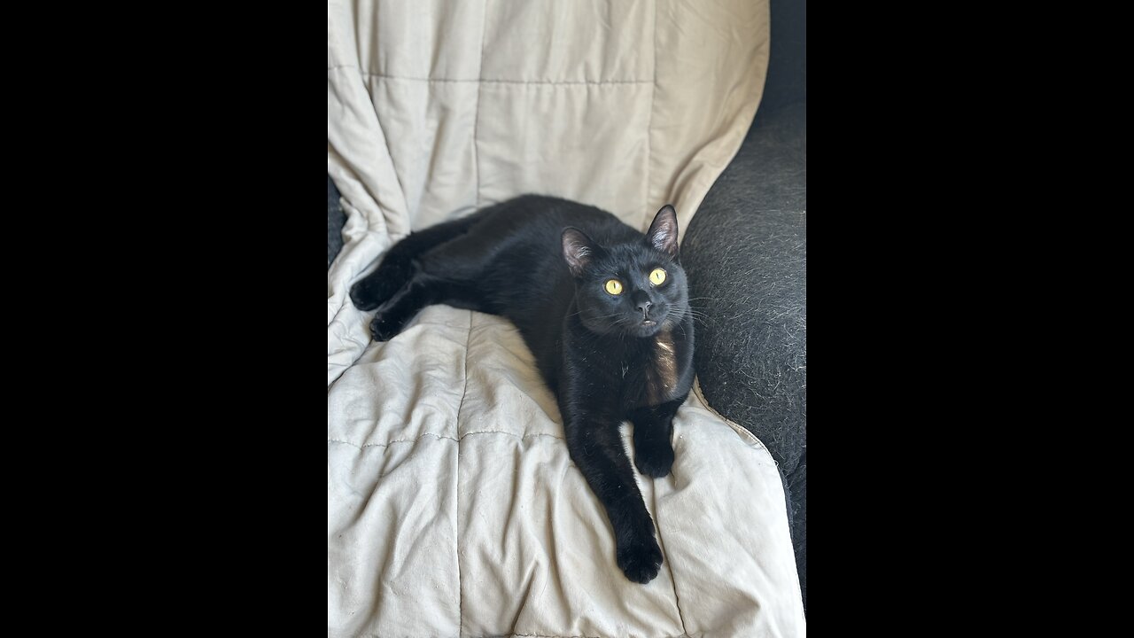 My cat Fetches Toy mouse some more...