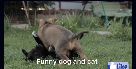 Funny Dog and Cat Playing Together – You’ll Laugh Non-Stop! 😂🐶🐱