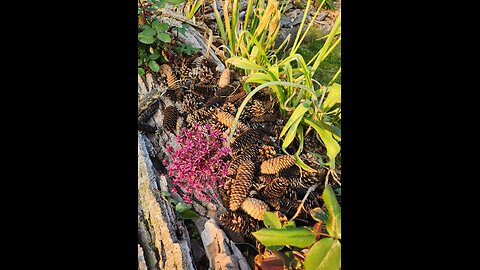 Planting Red Begonias in a choreographed Flower Bed.