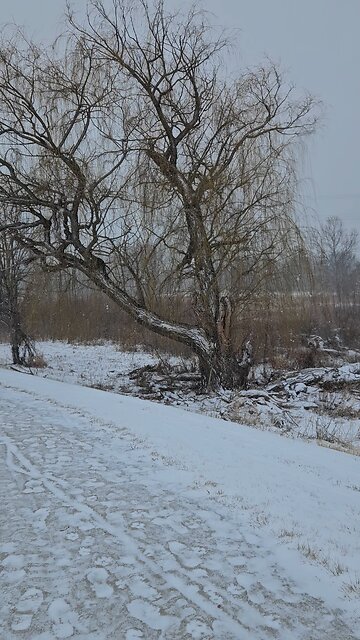 Old Man Willow in the Wintertime