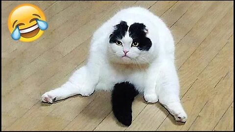 Funniest Cats and Dogs 🐶🐱 | Funny Animal Videos