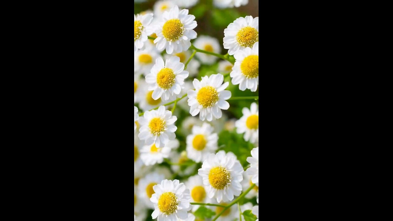 Chamomile functions for the body and face