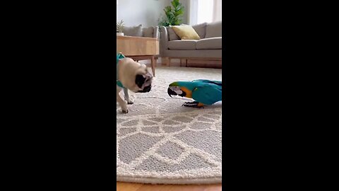 мопс и попугай