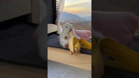 The little rabbit chirps, chirps, eats bananas and is cute. Rabbit, a cute little pastoral pet.