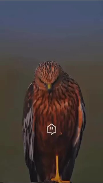 Love All Life Always #497 - Be An Eagle And Soar Above The Crows.