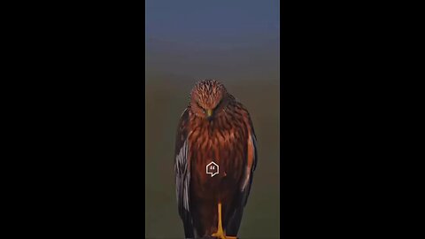 Love All Life Always #497 - Be An Eagle And Soar Above The Crows.