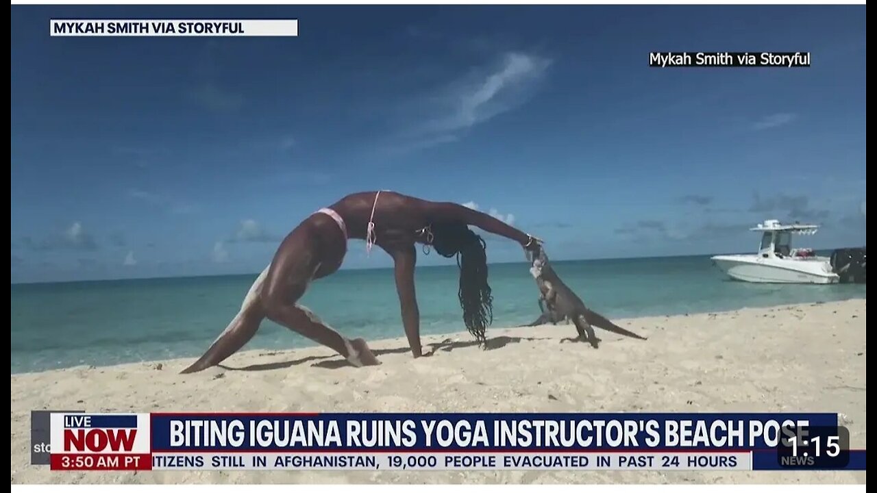 Video: Iguana bite ruins woman’s yoga pose