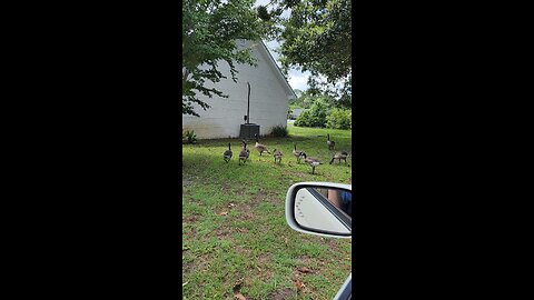 Geese, Geese, Geese