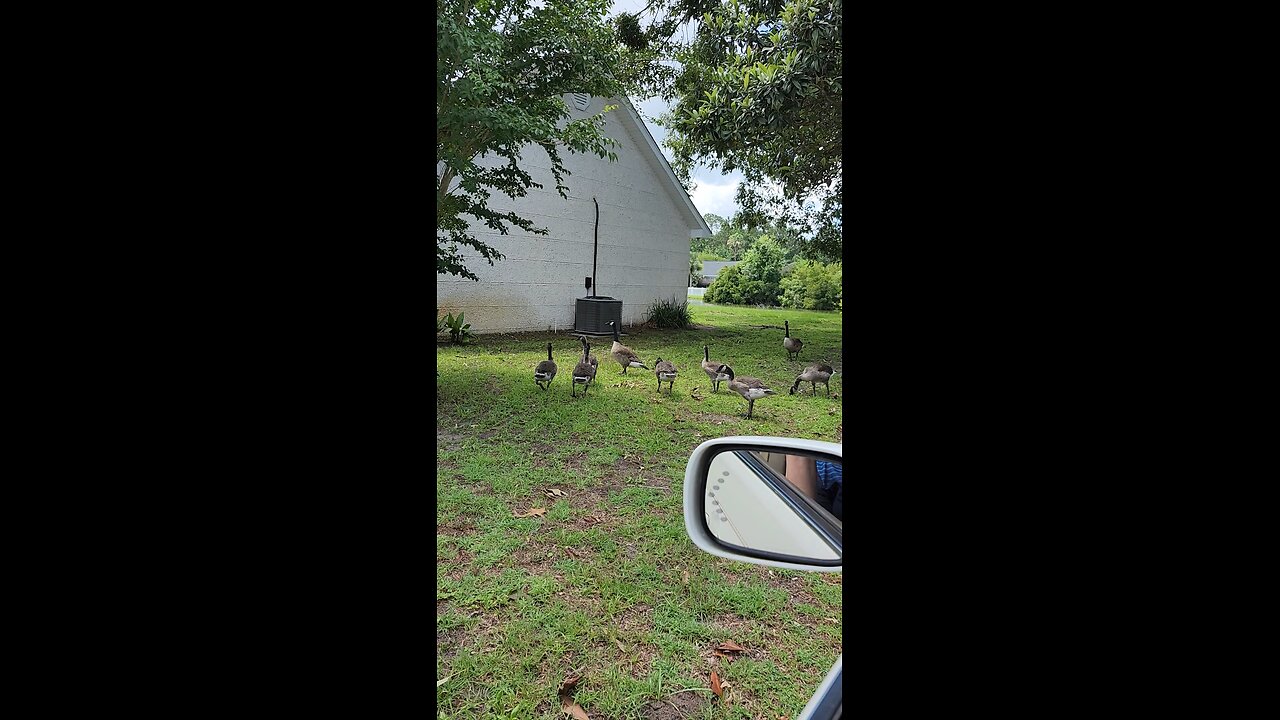 Geese, Geese, Geese