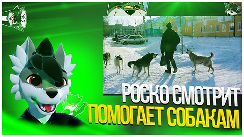 🐺 Роско смотрит Новости Шеремета Девять с половиной Проблема дикой собачьей стаи решилась неожиданно