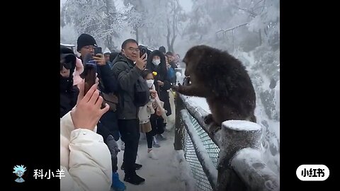 why can't modern monkeys evolve into humans anymore