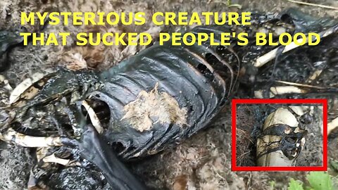 Chupacabra or unknown creature was found in the forest