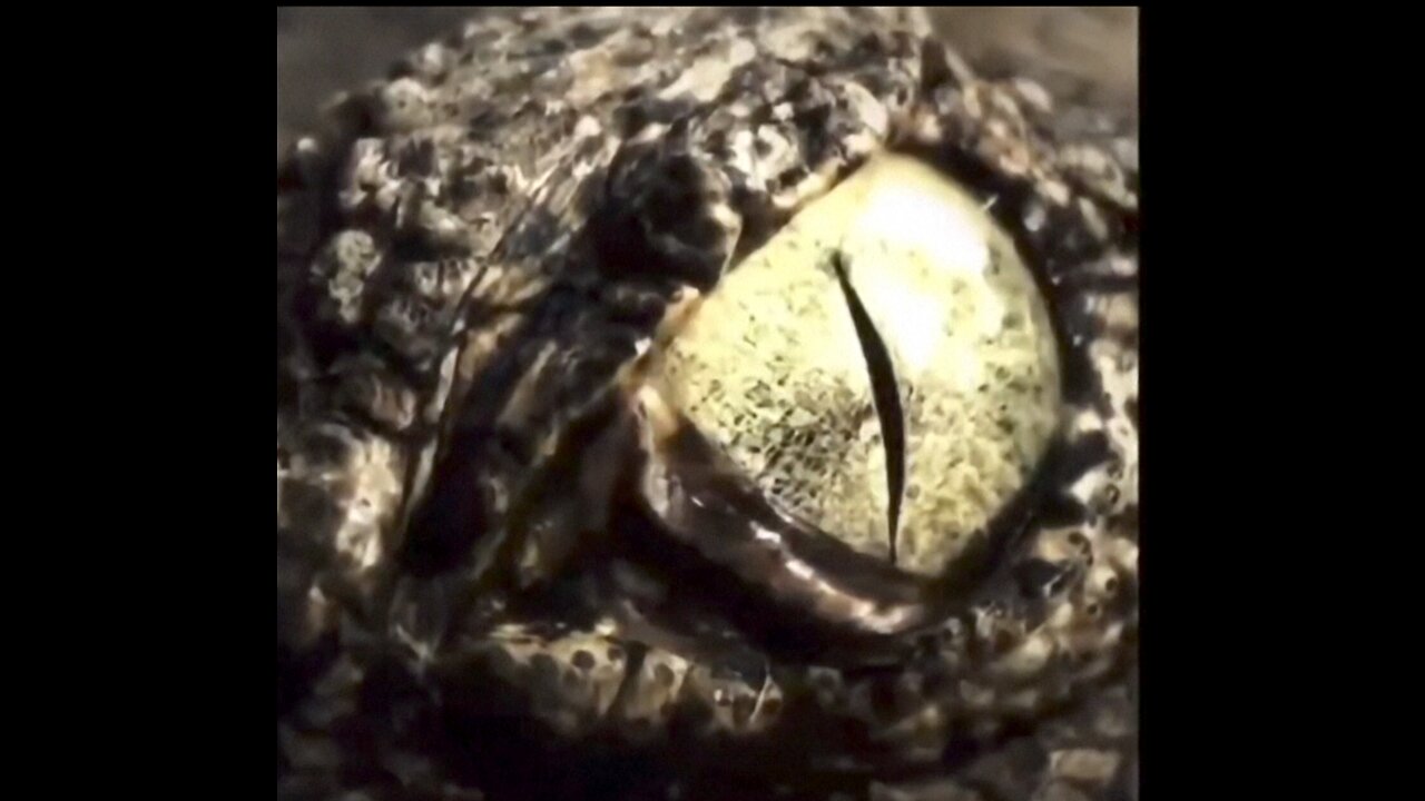 Reptos,Lizards,& Shapeshifters