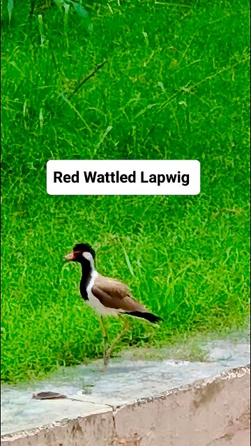 A symbol of vigilance and grace. #RedWattledLapwing #BirdWatching