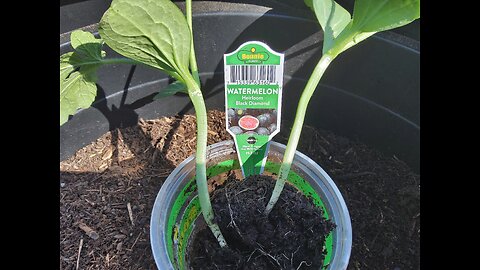 Planting Black Diamond Watermelon Plants 5/8/25
