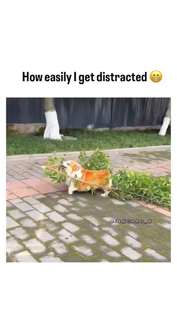 Don't get distracted