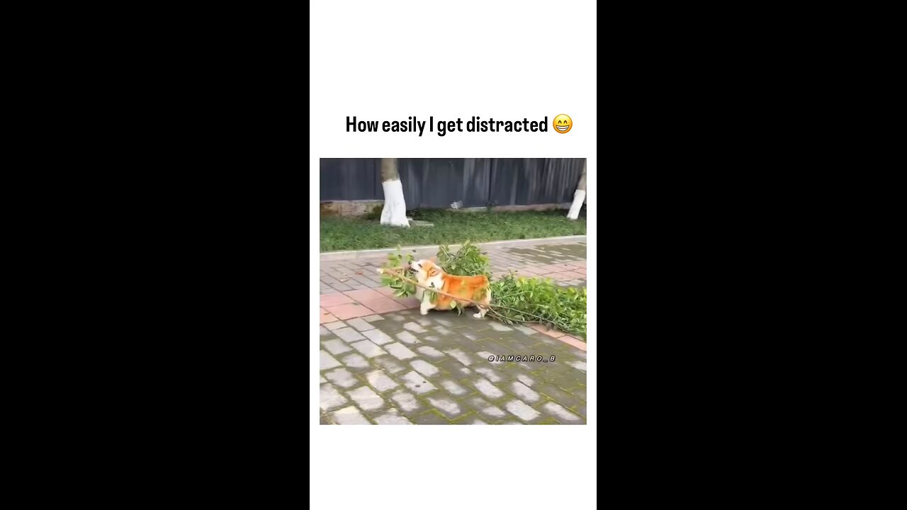 Don't get distracted