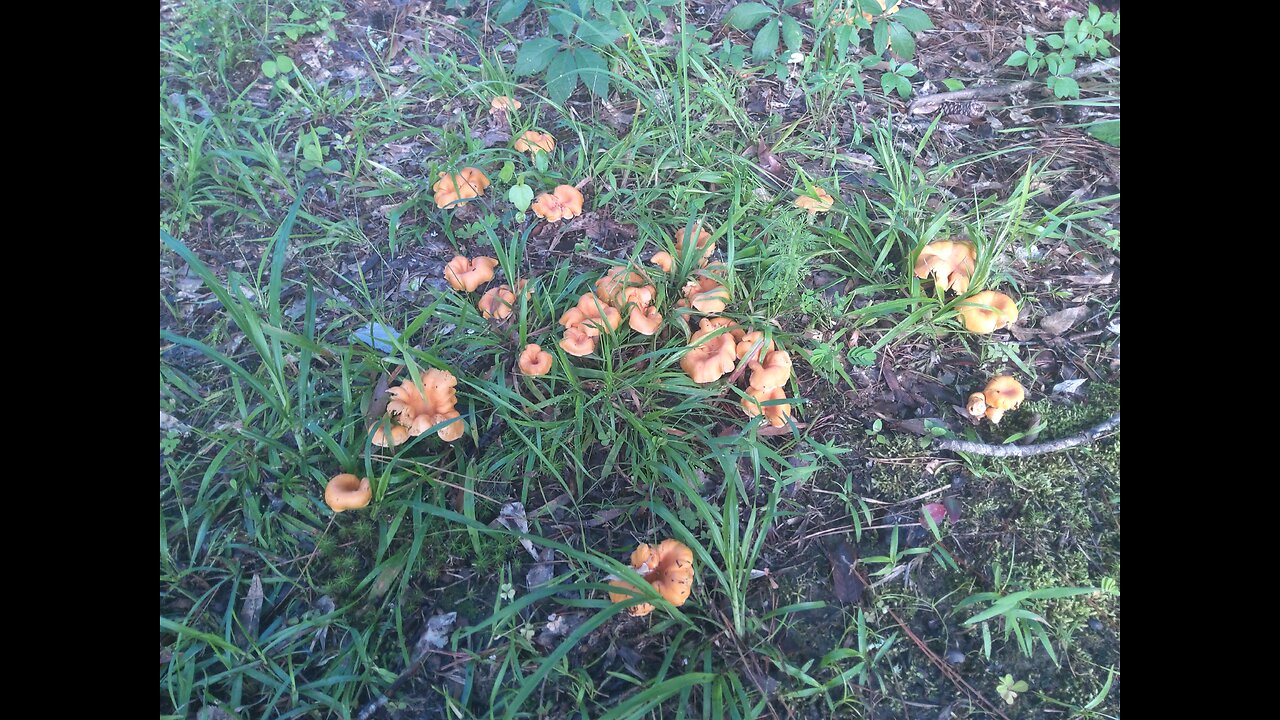 Edible Chanterelle Mushrooms On Our Property 6/28/25