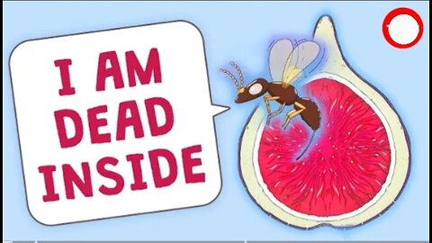 Are there really dead wasps in figs? - Carolyn Beans