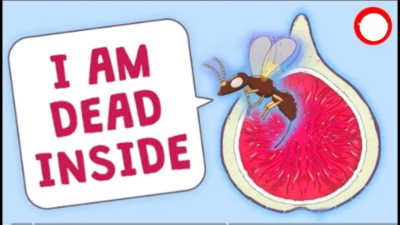 Are there really dead wasps in figs? - Carolyn Beans