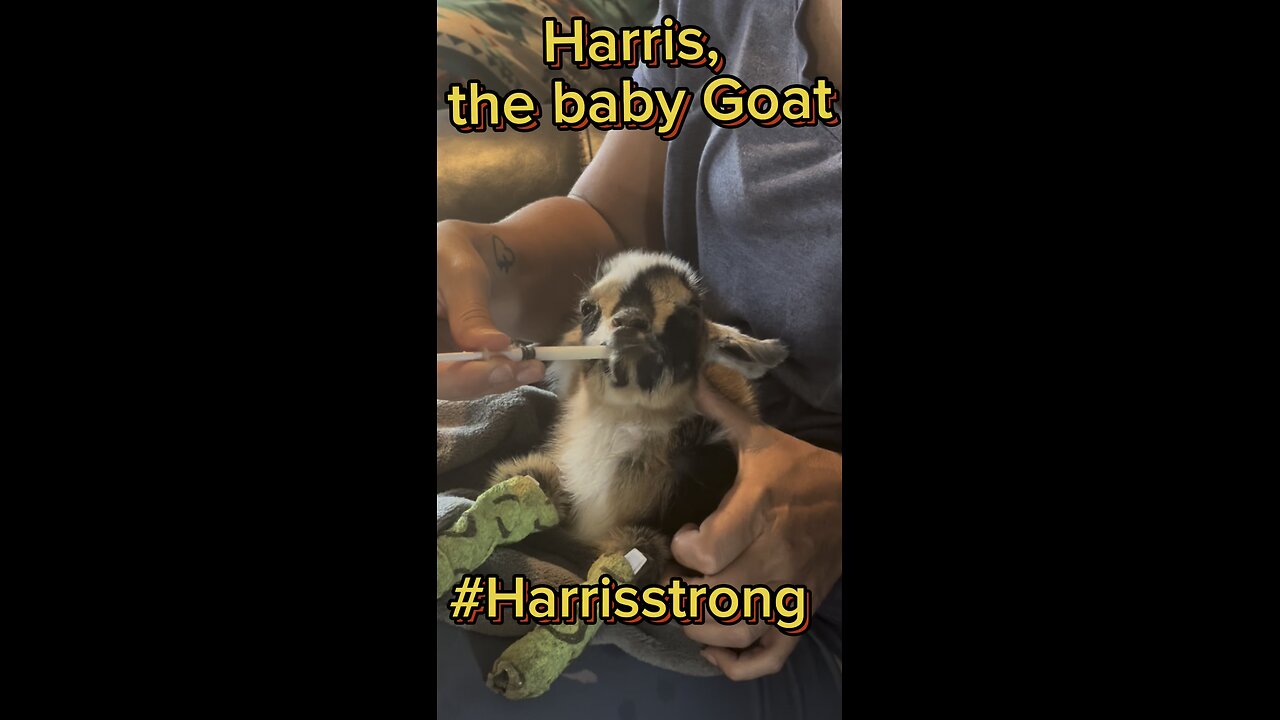 Watch Harris, the baby goat getting fed. He is getting stronger each day.