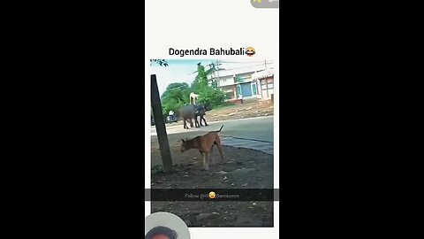 Viral