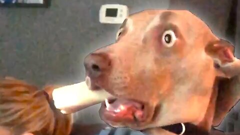 Funniest Animal Videos Ever Part ∞
