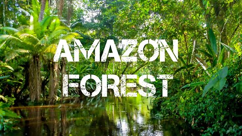 Amazon Forest Birdsong with Relaxing Music | Deep Jungle Nature Sounds for Sleep & Focus #amazon