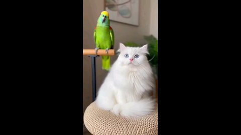 Why Is the Parrot Yelling at the Cat for Being Adorable